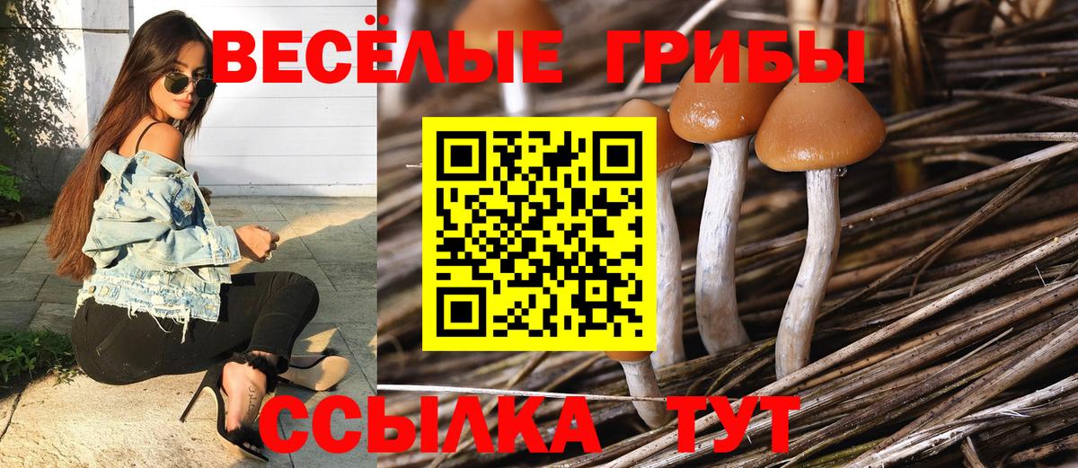 Псилоцибиновые грибы прущие грибы Дербент